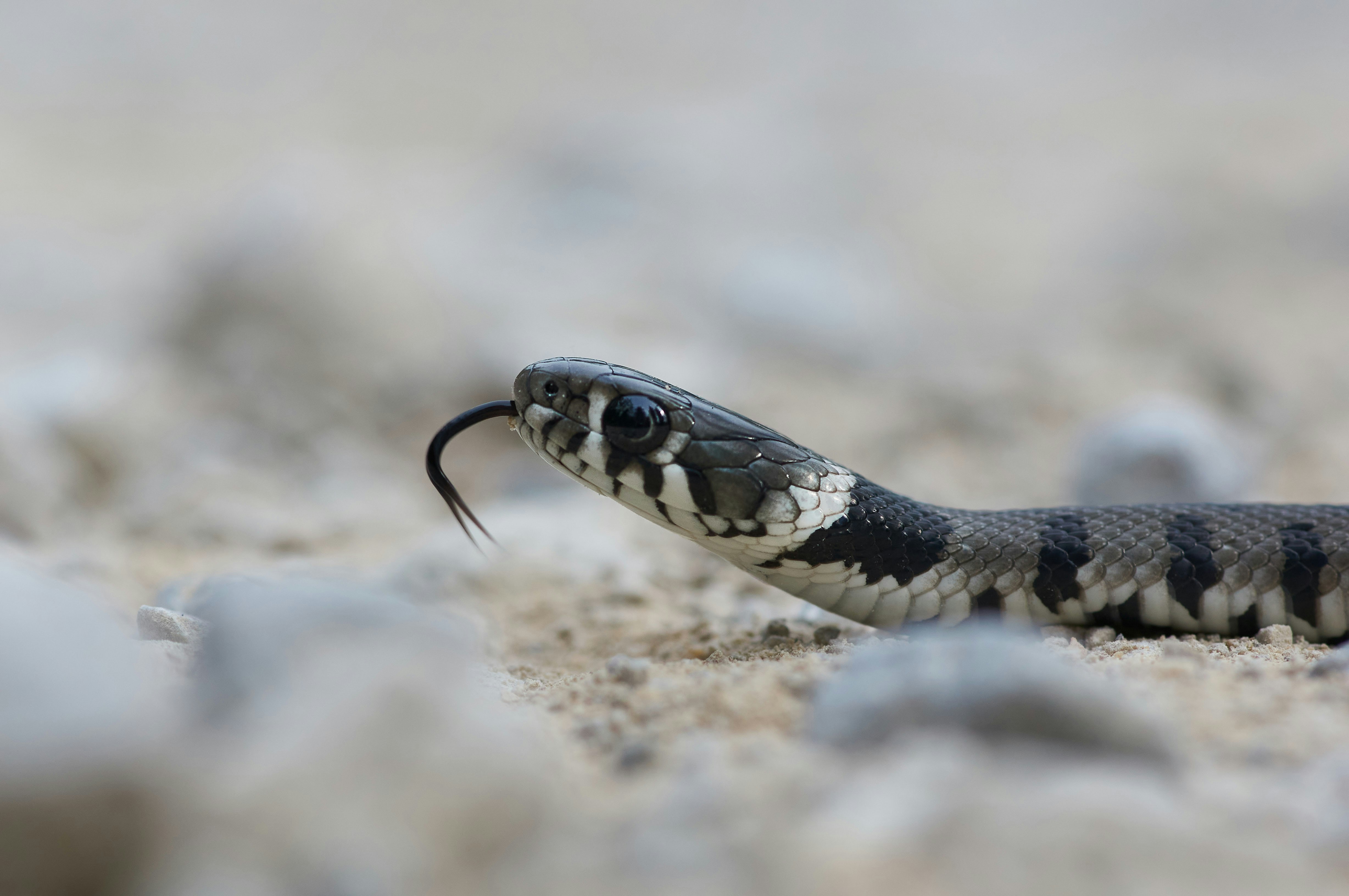 black and white snake on brown soil